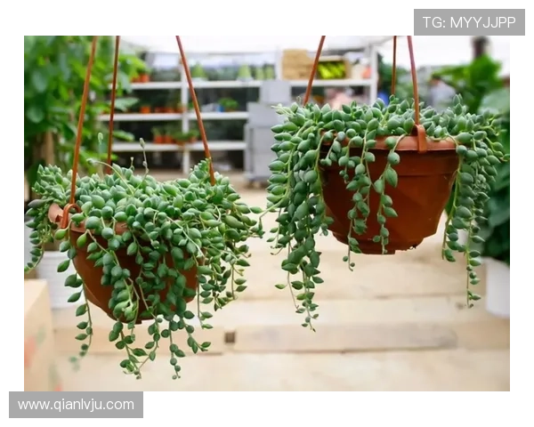 如何通过正规渠道获取问鼎下载安装连接避免虚假链接带来的安全风险与安装失败